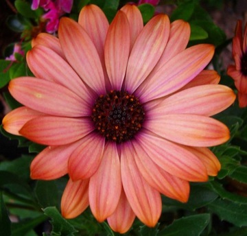 OSTEOSPERMUM POMARAŃCZOWA BAJKA STOKROTKA .