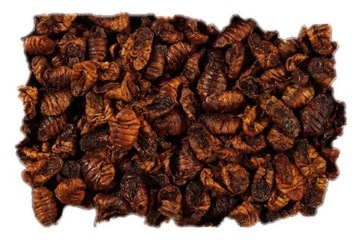 Suszone Larwy Jedwabnika Pokarm 100 gram kod52