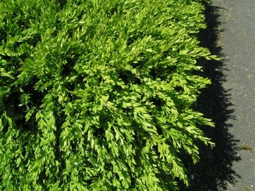 BOXwood - медоносная изгородь, терраса, март-май.