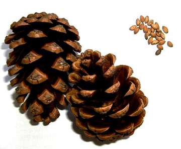 ORZECHY PINI 200 g syberyjskie NATURALNE ECOBI