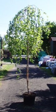 Береза ​​betula pendula Youngi обхват 8-12см 200см