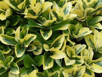 Trzmielina japońska Aureomarginatus nr 1214