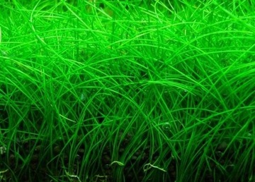 Eleocharis parvula- In vitro - Saxon4