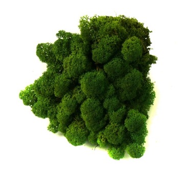 Mech CHROBOTEK RENIFEROWY 50g Moss Green