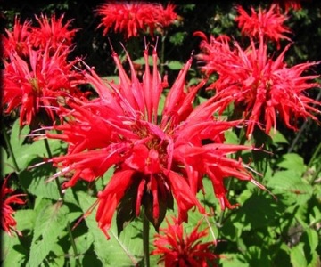 INTENSYWNIE CZERWONA MONARDA RED SHADES PRODUCENT