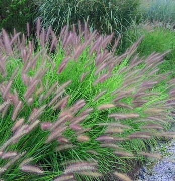 PÓŁKÓWKA RED HEAD Pennisetum фонтанная трава цветочный горшок