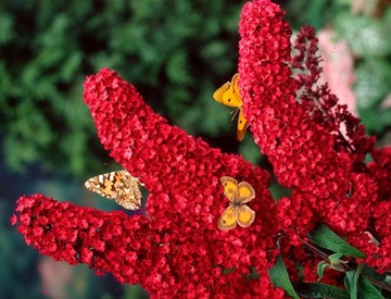 BUDLEJA CZERWONA SKLEP_TULIPAN.