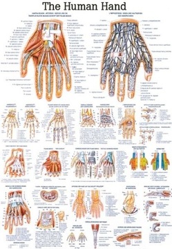 Tablica medyczna: DŁOŃ CZŁOWIEKA (Eng) | 100x70 cm