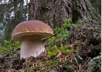 Мицелий Bolete edulis + Лисичка перец