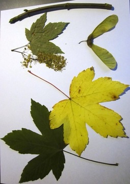 Листья Кустарников Фото