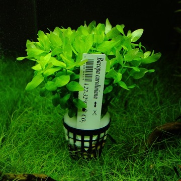 Аквариумные растения Bacopa Caroliniana XXL