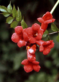 Campsis radicans 'Gabor' - Миллин американский.