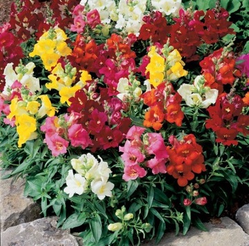 Карликовый львиный зев (ANTIRRHINUM MAJUS NANUM) COLOR MIX 500 СЕМЕН