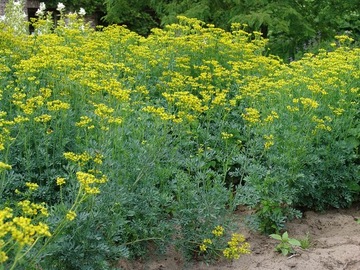 ТРАВА ПРАВИЛЬНАЯ (RUTA GRAVEOLENS) - 30 СЕМЯН