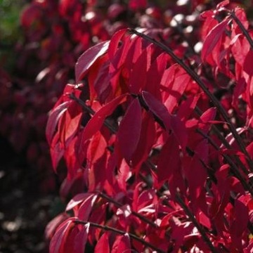 Euonymus 'Timber Creek' - Trzmielina PŁONĄCY KRZEW