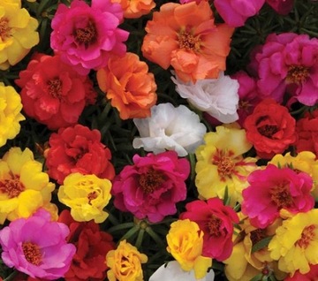 PORTULAKA WIELKOKWIATOWA MIX - 0,5 GRAMA NASION