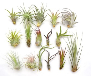 TILLANDSIA, OPLĄTWA X 16 SZT, na strat, airplant