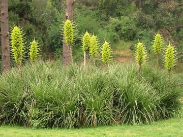 ЖЕЛТАЯ ПУЯ - PUYA CHILENSIS - 5 СЕМЯН