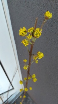 Cornus mas 'Golden Glory' - Кизил съедобный.