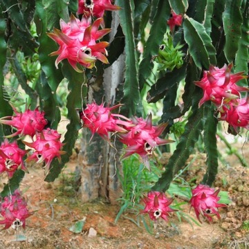 Red Pitaya Cactus, Dragon Fruit, вкусные фрукты в домашних условиях, семена 20 шт.