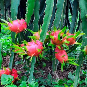 Кактус Красный Питайя Драконий Фруктовый (Hylocereus Undatus) - семена 20 шт.