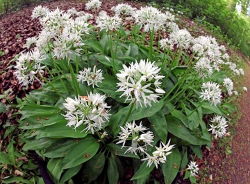 CZOSNEK NIEDŹWIEDZI - ALLIUM URSINUM - 20 NASION