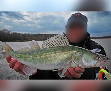 NÓŻ WĘDKARSKI MISTRALL 20cm UNIWERSALNY 3 OSTRZA