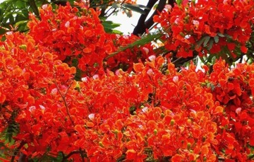 НА БОНСАЙ ПЛАМЯ АФРИКИ - DELONIX REGIA НА БОНСАЙ 3 СЕМЯ