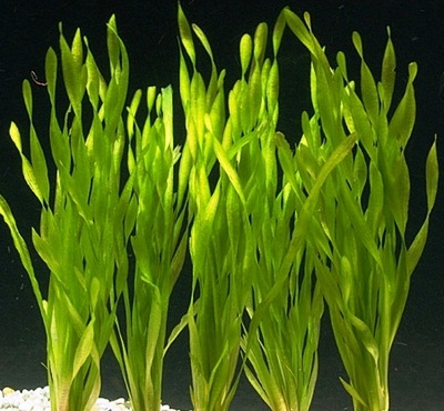 Vallisneria Torta - hodowla podwodna