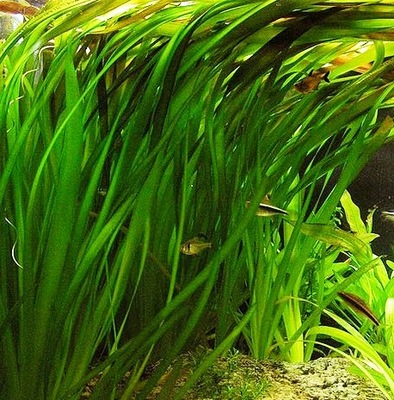 Vallisneria Gigantea - hodowla podwodna