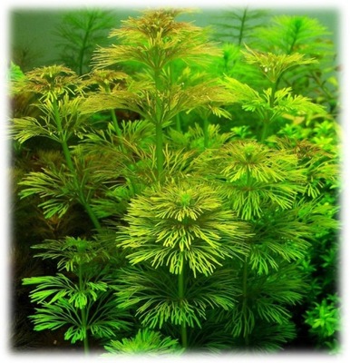 Roślina akwariowa Limnophila Sessiliflora ŁÓDŻ
