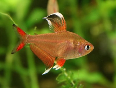 Ryba Bystrzyk ozdobny HYPHESSOBRYCON ORNATUS