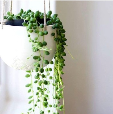 Senecio rowleyanus SZNUR PEREŁ rozmiar M