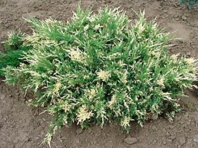 Jałowiec płożący Andorra Variegata art. nr 1057