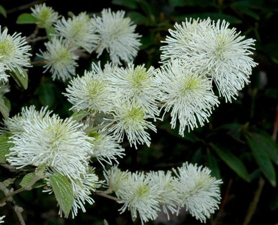 Fothergilla major - Fotergilla OGNISTY KRZEW !!!