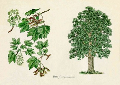 Rycina DENDROLOGIA Drzewa Klon A3