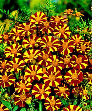 Семена Toraf Flowers Marigold Tagetes COURT Jester 0,5г