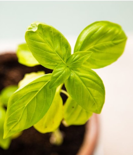 КОНДИЦИОНЕР HERBA STRONG AGRECOL HERBA 24X30мл