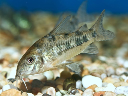 Рыбья кираса Кираса Corydoras paleatus