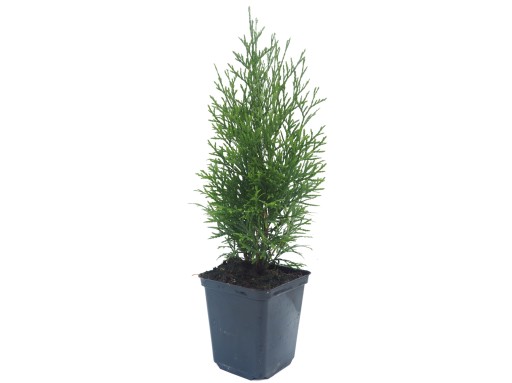 THUJA THUJA SMARAGD EMERALD НАБОР ИЗ 70 НАСТРОЕК P9