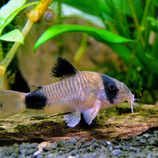 Рыба Кираса Панды Кираса Corydoras panda