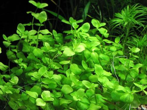 Bacopa australis- In vitro - Saxon4