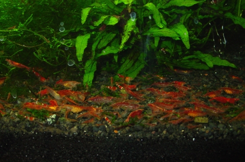 Креветка Red Cherry «Вишневая» Neocaridina