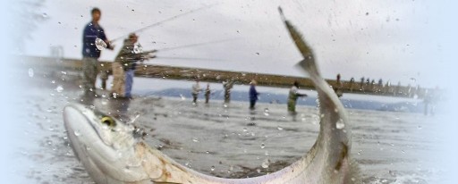 5 X DROP SHAD SWALLOW 7,5 см EXO SUPER LURE 5