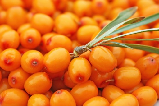 СУКА МОРСКАЯ ОБЫКНОВЕННАЯ HIPPOPHAE RHAMNOIDES 50 СЕМЯН