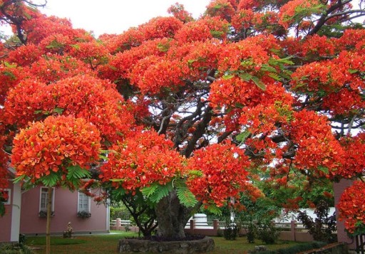 AFRICA FLAME - DELONIX REGIA - 3 СЕМЯ