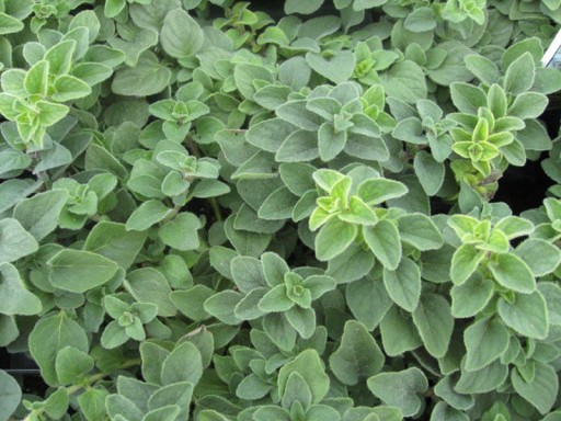 ОРГАНО - ORIGANUM VULGARE 400 СЕМЯН