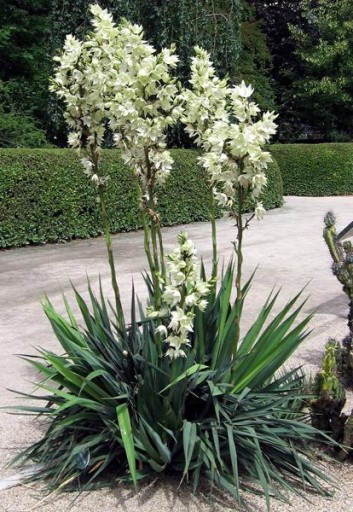 ЮККА КАРОЛИНА (YUCCA FILAMENTOSA) - 20 СЕМЯН