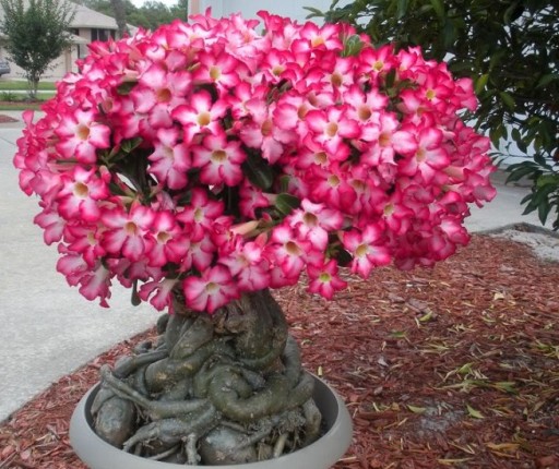 РОЗА ПУСТЫНИ ADENIUM OBESUM 3 СЕМЯ