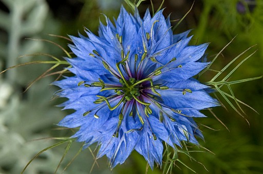 NIGELLA SATIVA NIGELLA 0,5 ГР СЕМЯН